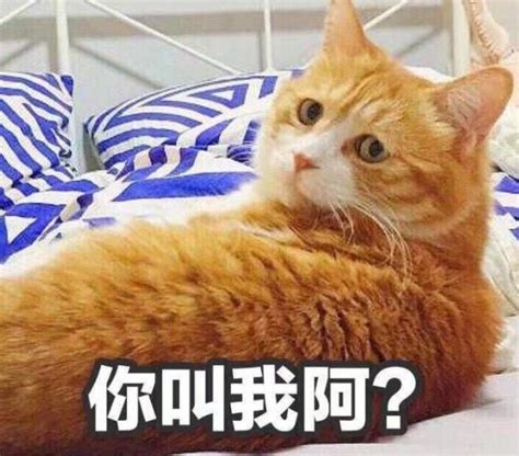 猫 五行|猫属什么五行